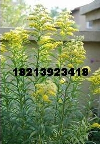 磬ݺݺݺ