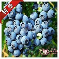 营养果树苗蓝莓苗蓝梅苗品质保正宗