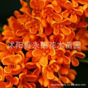 Ҷɰ״Ԫ40-60cm100
