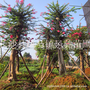 ޱޱ뵽Լ۸Ʒȫɻʸ