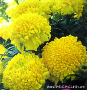 ջپ/Ů//ֲ/Ӭ