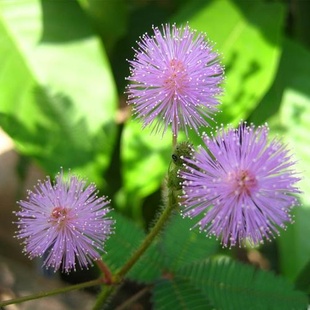 DIYŹֲ-߲