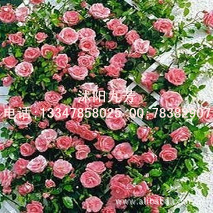 ؼ۳ٱ¼-2-Ʒֹ