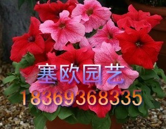 ԻӲݻ