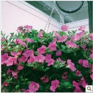 *ӲʰӴǣţԼ50H1132