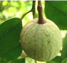 ͷMalaniaoleiferaseeds