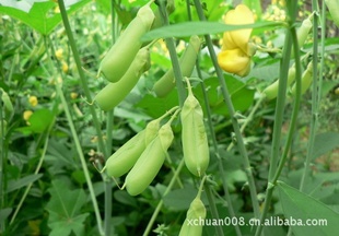 ʺݵ