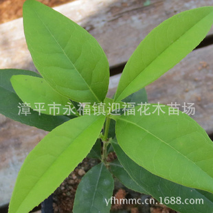 绿桂花又名玉玲珑桂花珍稀品种全年花叶共赏苗木批发家居花卉