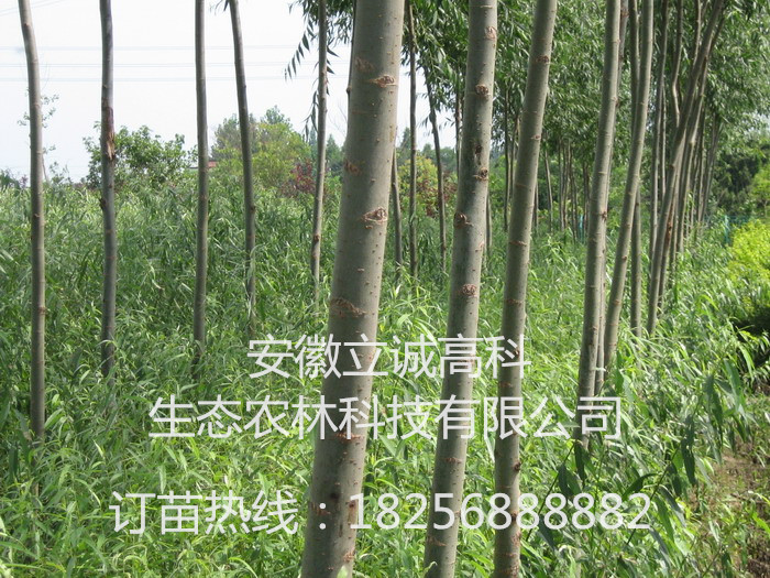 3ţǤ磬