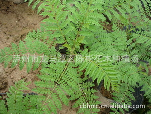 麣麣С磬麼۸