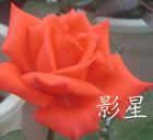 ܰ硢õ硢Ǿޱ