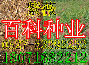 ޱӺޱӣһʮ