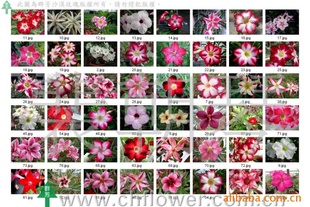 ȺɳĮõ壪ɳĮõ(ۺƷ)Adenium~؜