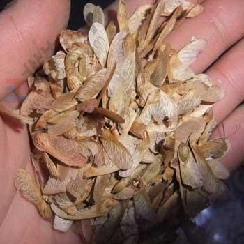 美国红枫种子,日本红枫,紫丁香种子