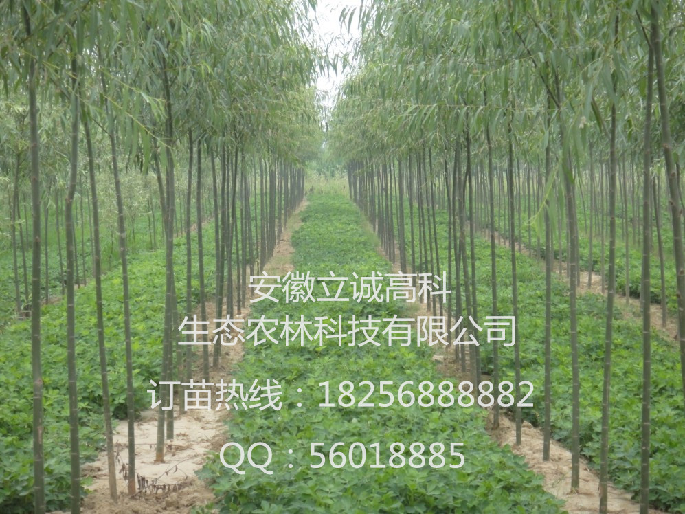 3ţ췱磬3ţǤ