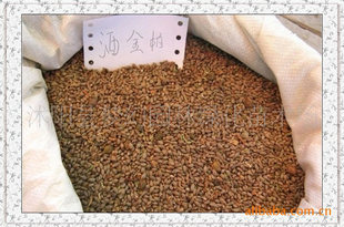 洒金柏种子,千头柏种子,侧柏种子,桧柏种子直销