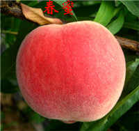 繩Ӧ