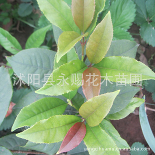 ļƷп컨º绨Ũ,ڳ200