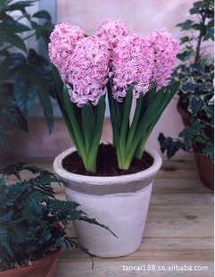 ԤۺڷӿSplendidcornelia