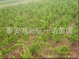 硢ؼ޽硢̩硢ɽ