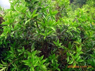 رƼ150003-5cm԰ֹ磨ͼ