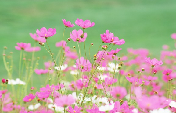 ɣӸɣӸɣӳ׿컨