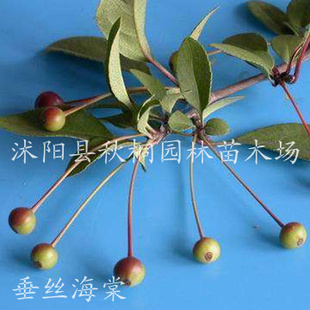 批发绿化苗木种子垂丝海棠种子正宗种子鲜种子干种子都有