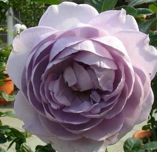 出售芳香花卉*月季*蓝丝带2年苗