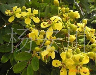 ľCassiasiameaseedsڳ