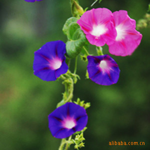 ԭװذ갫ǣţӻļɲ
