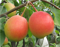 ԺӦǿֵ