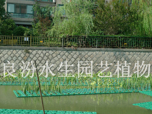 ˮֲ︡˸ӵ̻︡—糵