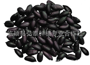ڻֱ乩ڻϺڻ