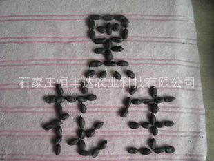 Ʒֺڻ