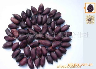 dapiliangshengڻ