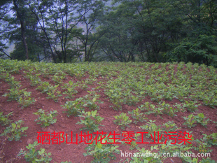 2011ʩºڻ