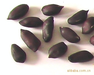 620۸籩ӱҰزڻ׺ڻ