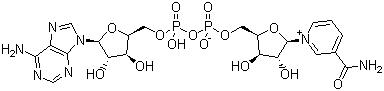 ͸øI(NAD)53-84-9