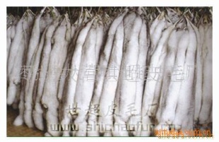 批发蓝狐皮本(图)