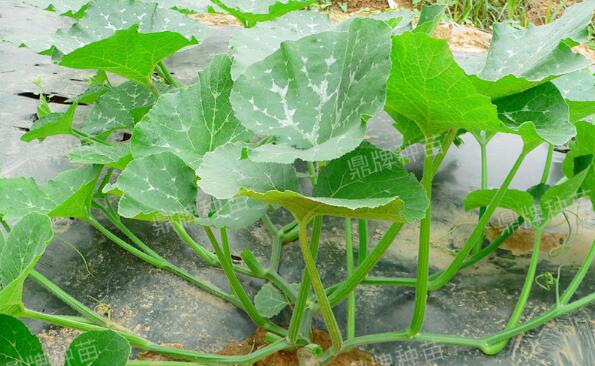 鼎牌绿健定向选育专吃南瓜茎叶的蔬菜种子清爽无涩味口感微甜