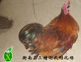 ӼṩԱͻ