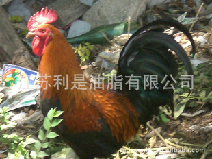 ҳ޹ȾʳƷ