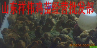 鼦۩ΰ羭Ӫ
