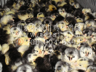 ɽ缦ȫͳһ5.5Ԫ/ֻұƷ