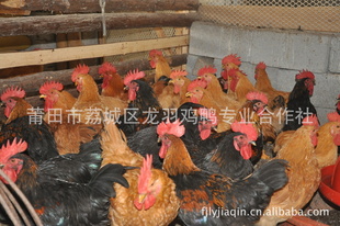 Ѽ缦۸