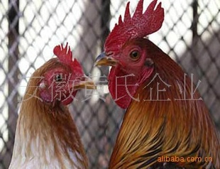 ںĲ硢ɼ
