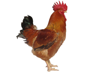 ȫƼ磬ż