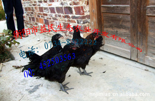 ̿ǵĵ緢