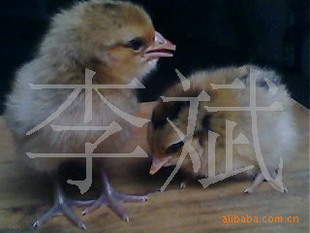 磬磬߳