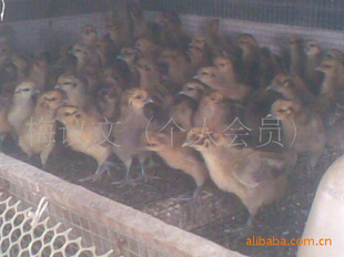 ڼ켦